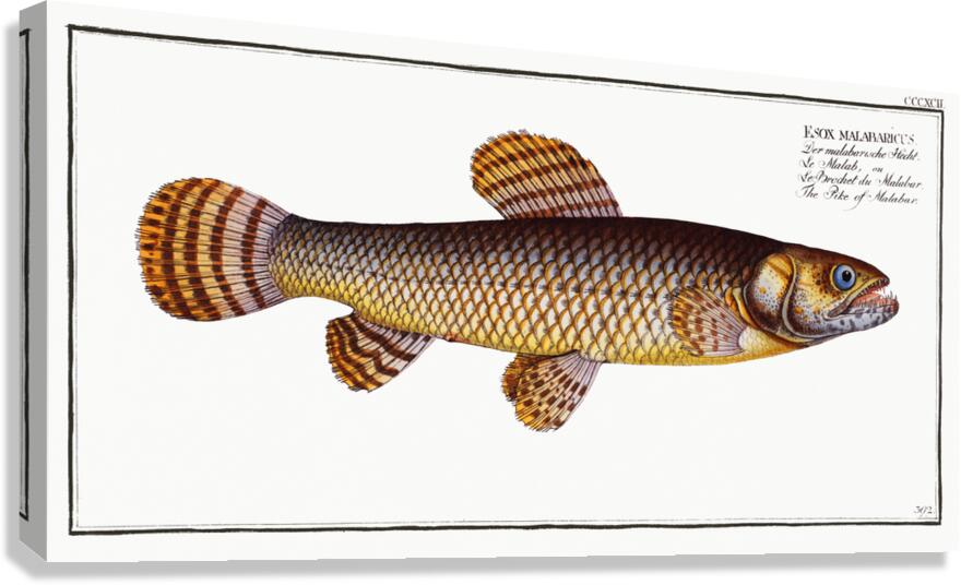 Pike of Malabar Esox malabaricus Canvas Print