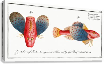 Punctulated Trigla Trigla punctata Canvas Print