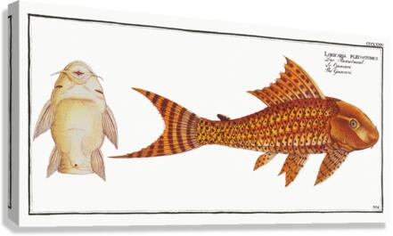 Guacari Loricaria plecostomus Canvas Print