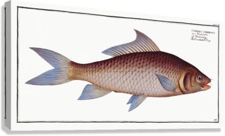Cirrhated Carp Cyprinus cirrhosus Canvas Print