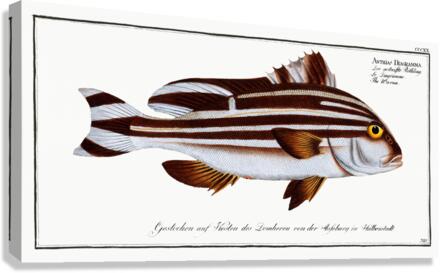 Warna Anthias Diagramma Canvas Print