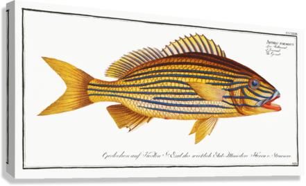 Grunt Anthias formosus Canvas Print