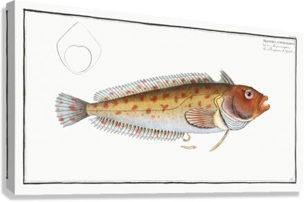 Blennius superciliosus Canvas Print