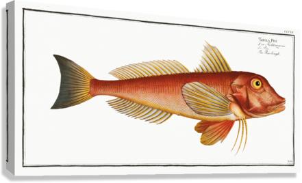 Pine-bough Trigla Pini Canvas Print