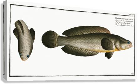 Punctulated Snake-head Ophicephalus punctatus Canvas Print