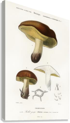 Mushroom Boletus circinans Canvas Print