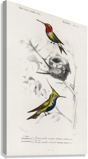Different types of birds Canvas Print