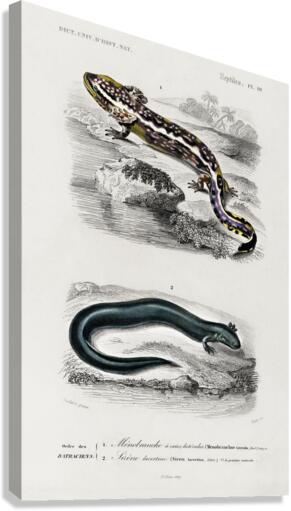 Mudpuppy Menabranchus lateralis and Greater siren Siren lacertina Canvas Print