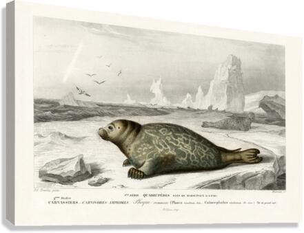 Phoca Canvas Print
