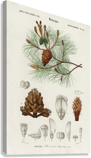 Martime pine Pinus maritima Canvas Print