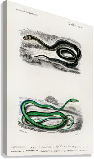 Grass Snake and the green vine snake Canvas Print
