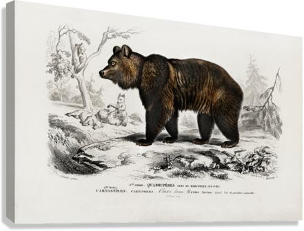 Brown Bear Ursus Arctos Canvas Print