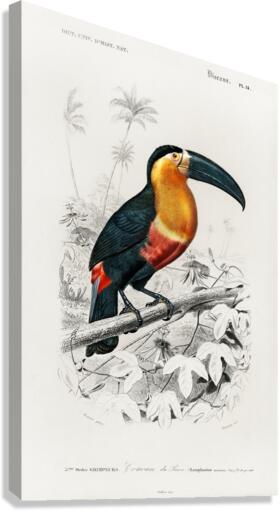 Toucan bird Canvas Print