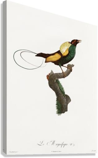 Curl-crested Manucode  Canvas Print