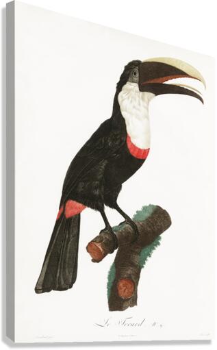 Toco toucan  Canvas Print