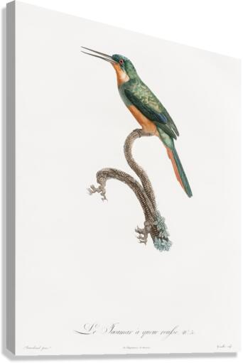 Rufous-tailed Jacamar Canvas Print