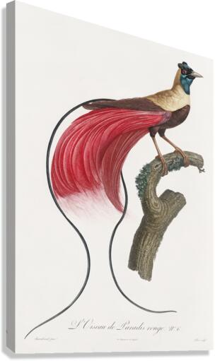 Red bird of paradise  Canvas Print