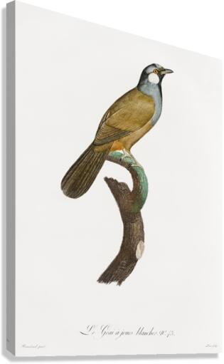 White-cheeked Jay  Canvas Print