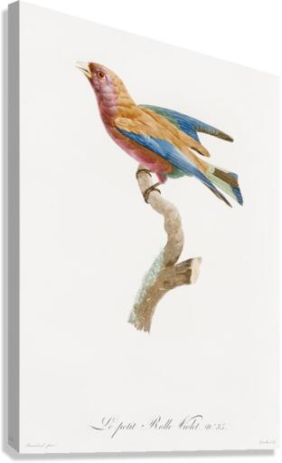 Young violet roller  Canvas Print