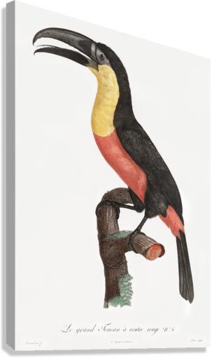 Green-billed toucan  Canvas Print