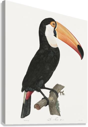 Toco toucan Canvas Print