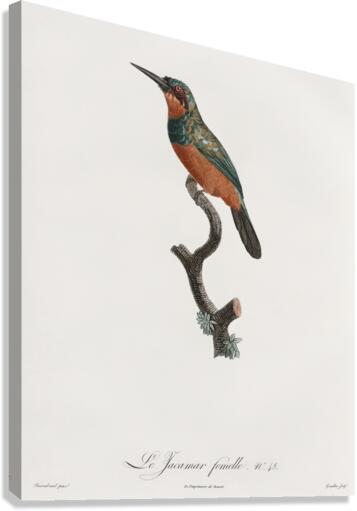 Green-tailed Jacamarfemale Canvas Print