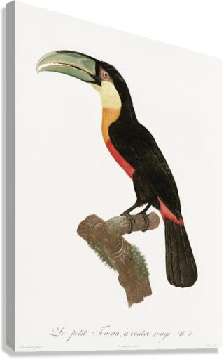 Red-billed Toucan Canvas Print