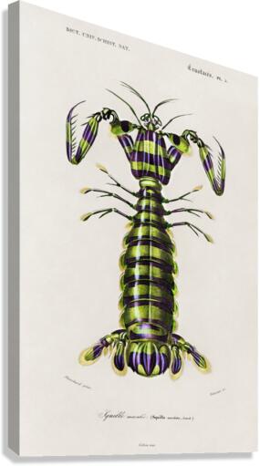 Giant mantis shrimp Squilla Maculata Canvas Print