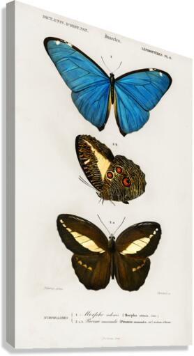 Different types of butterfly Canvas Print