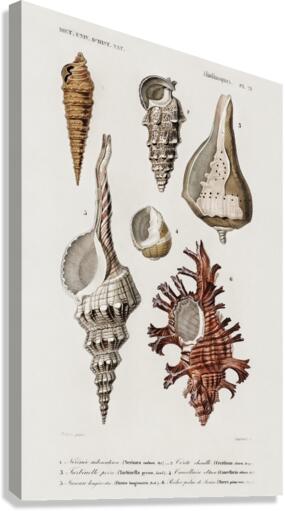 Different types of mollusks Canvas Print