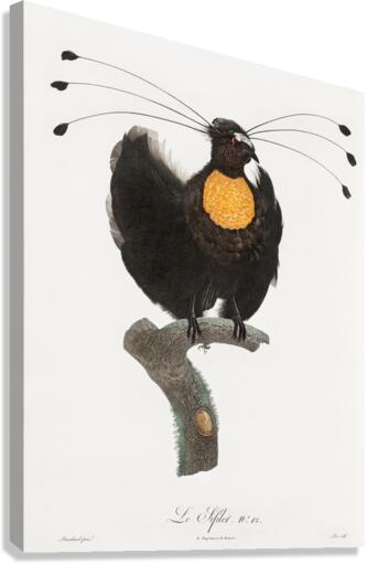 Western parotia  Canvas Print