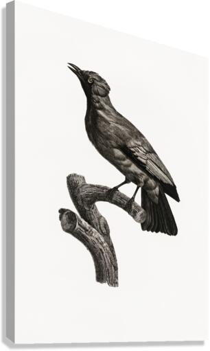 Paradise crow male  Canvas Print