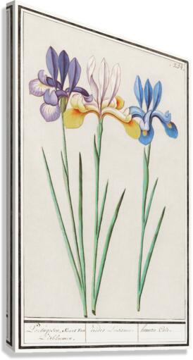 Iris in vintage style Canvas Print