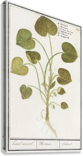 Mansoor flower in vintage style Canvas Print