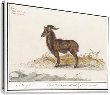 Ibex in vintage style Canvas Print