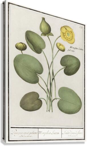 Yellow floppy flower Canvas Print