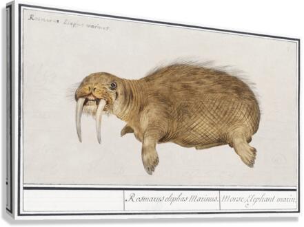 Walrus in vintage style Canvas Print