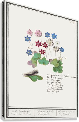 Liverleaf in vintage style Canvas Print