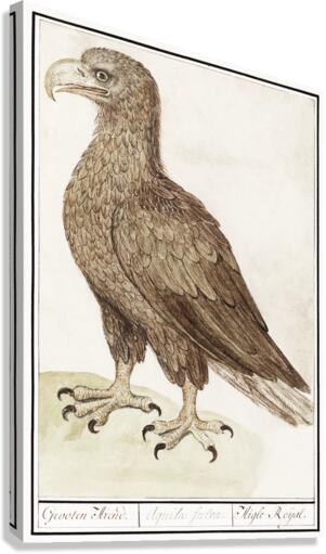 White-tailed eagle in vintage style Canvas Print
