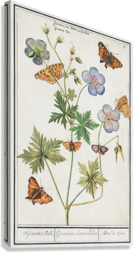 Storksbills and butterflies Canvas Print