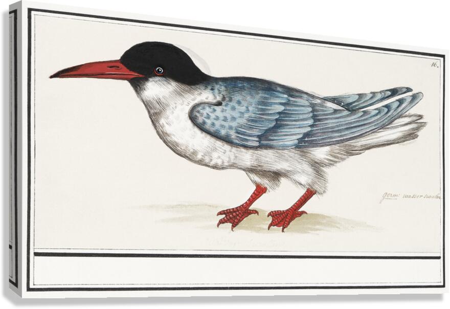 Tern in vintage style Canvas Print
