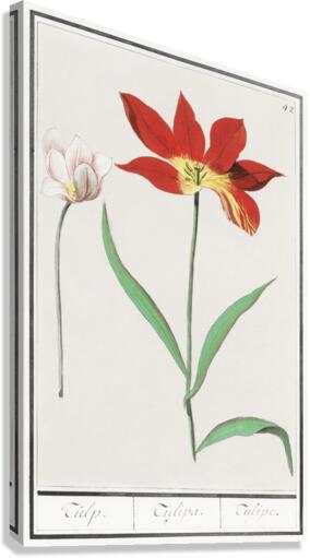 Tulip in vintage style Canvas Print