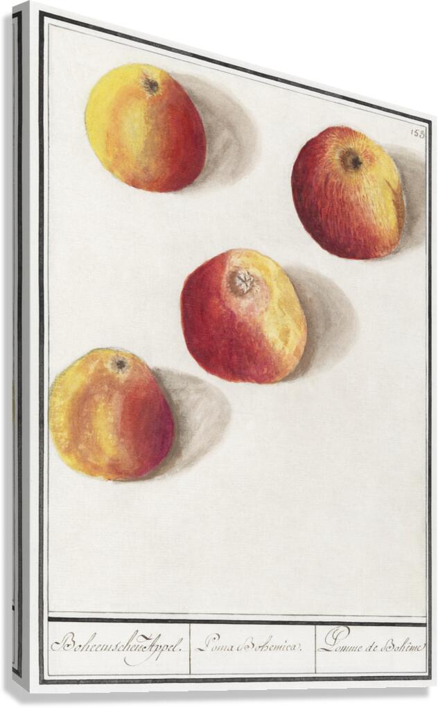 Apple in vintage style Canvas Print