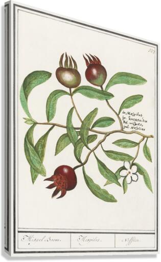 Medlar in vintage style Canvas Print
