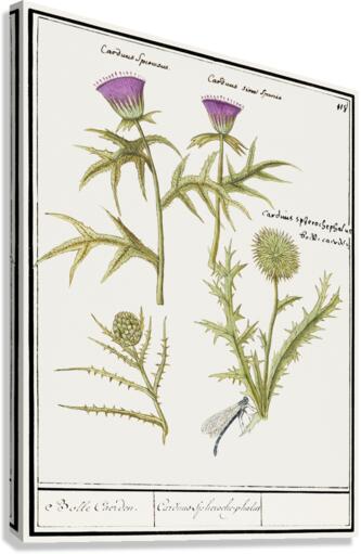 Thistle and artichoke Canvas Print