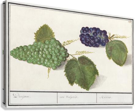 Grapes in vintage style Canvas Print