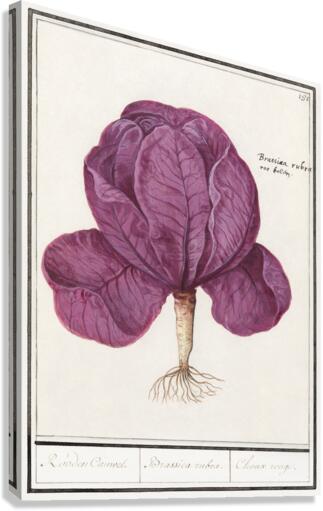 Red cabbage in vintage style Canvas Print