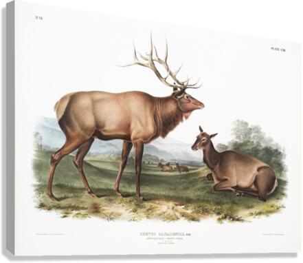 American Elk Cervus Canadensis  Canvas Print
