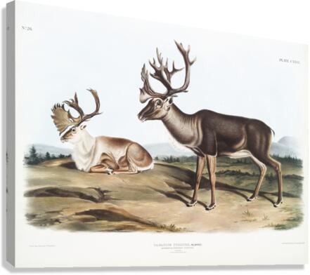 Caribou or American Rein Deer Tarandus furcifer  Canvas Print