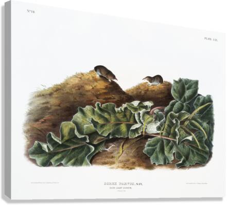 Least Shrew Sorex parvus  Canvas Print